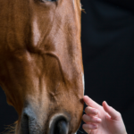 horse healing humans